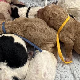 Bernedoodles, Goldendoodles, Labradoodles, and Poodles from Dreamy Doodles