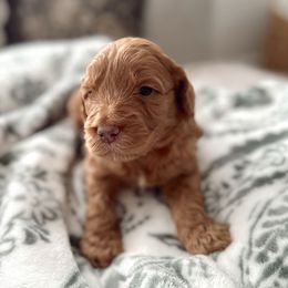 Goldendoodle Puppies from Dolly Doodle’s Doodles