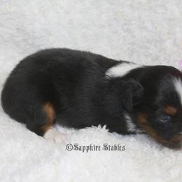 Aussiedoodle, Miniature Australian Shepherd, and Toy Australian Shepherd Puppies from Sapphire Stables