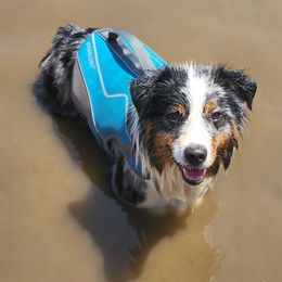 Miniature American Shepherd All Grown Up from Moon Phase Kennel