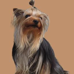 FINLEY - Yorkshire Terrier
