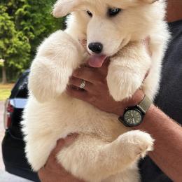 Stardust - White female Alaskan Malamute puppy in Sandy, Oregon from NORTH WINDS ALASKAN MALAMUTES