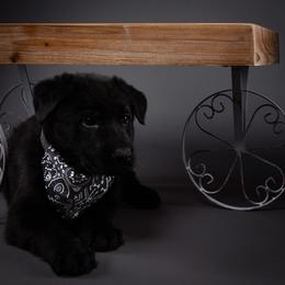 German Shepherd Puppies from Barenstadt Kennels