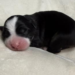 Pup 4 - Black tri-color female Australian Shepherd puppy in Tehachapi, California from Country Oaks Farm
