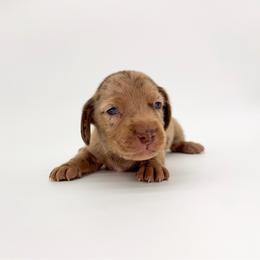 Beans - Dapple male Dachshund puppy in Waddell, Arizona from Neu Doxies