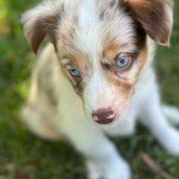 Clover - Red merle female Toy Australian Shepherd puppy in Garvin, Oklahoma from Hochatown Awesome Aussies