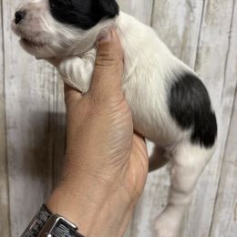 Pheobe - Parti female Miniature Schnauzer puppy in Eunice, Louisiana from 4J's Cajun Kennels