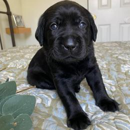 Ms. Purple - Black female Labrador Retriever puppy in New Hanover, New Jersey from Misty Labs