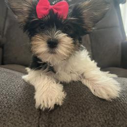 Rose - Parti female Yorkshire Terrier puppy in Jacksonville, Florida from The Yorkie Shack