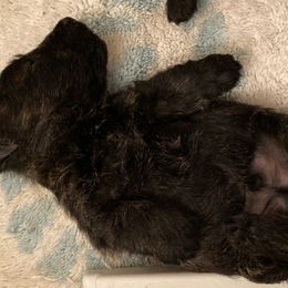 Scottish Terriers from Camdyn Scottish Terriers