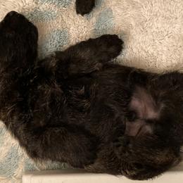 Scottish Terriers from Camdyn Scottish Terriers