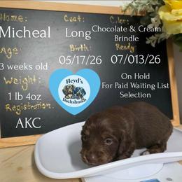 Micheal - Chocolate and cream male Dachshund puppy in Hoquiam, Washington from Heyd's Mini Dachshunds