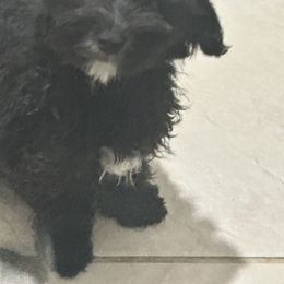 Queen - Black & white female Maltipoo puppy in Victorville, California from Boujeepups