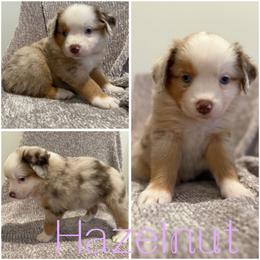 Hazelnut - Red merle female Miniature Australian Shepherd puppy in Pinnacle, North Carolina from Higher Elevations Mini Aussies