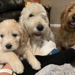 Goldendoodle Puppies from Kellee's Goldendoodles