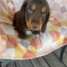 Boy 1 - Chocolate and tan male Dachshund puppy in Oklahoma from DRB Dachshunds