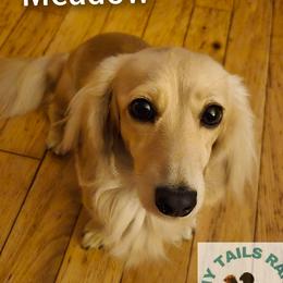 MEADOW - Dachshund