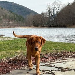 LJ - Labrador Retriever