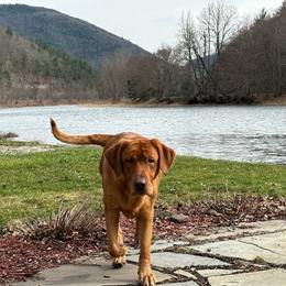 LJ - Labrador Retriever