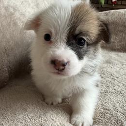 Sweet Potato - Red female Pembroke Welsh Corgi puppy in Colbert, Washington from Siclair Crowns Corgis
