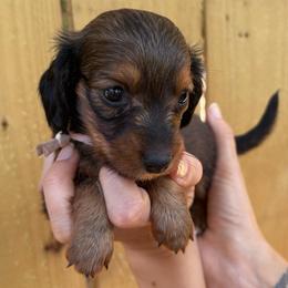 Flora - Red female Dachshund puppy in Mountain Home, Arkansas from The Teacup Homestead Miniature Dachshunds
