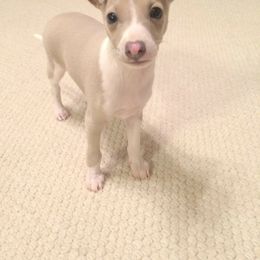 Italian Greyhound Puppies from Kentucky Greyhounds