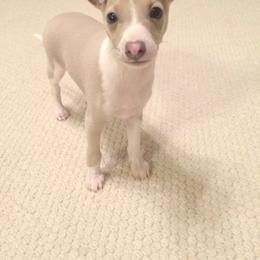 Italian Greyhound Puppies from Kentucky Greyhounds