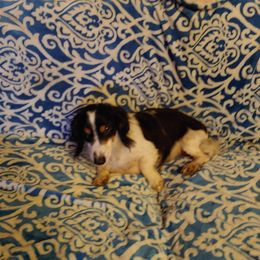 Ticky - Dachshund