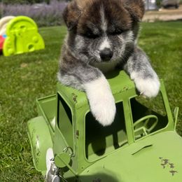 Japanese Akitainu Puppies from Havoc Akitas