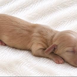 Merry - Cream female Dachshund puppy in Sebring, Florida from Mini Weenies