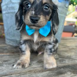 Lola boy - Dapple male Dachshund puppy in Payette, Idaho from NT Mini Doxies