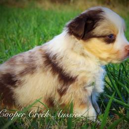 Miniature Australian Shepherd and Toy Australian Shepherd Puppies from Cooper Creek Aussies