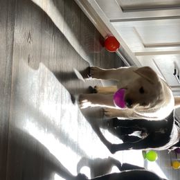 Labrador Retriever Puppies from Triple L Labs & Co.