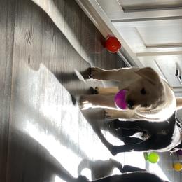 Labrador Retriever Puppies from Triple L Labs & Co.