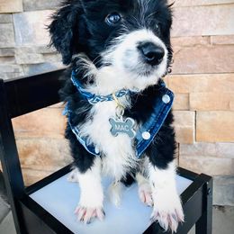 Aussiedoodle and Bernedoodle Puppies from Deer Canyon Family Doodles
