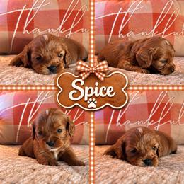 Spice - Red male Cavapoo puppy in Mayo, Florida from Kingston’s Cavaliers