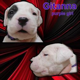 Girl 1 -purple girl - White female Dogo Argentino puppy in Blythe, California from Dogos del Gran Reino