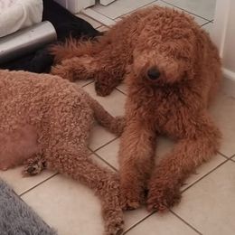 Double Doodles and Goldendoodles from Loving Breeds
