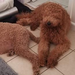 Double Doodles and Goldendoodles from Loving Breeds