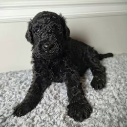 Chow Chow and Poodle Puppies from Pandora