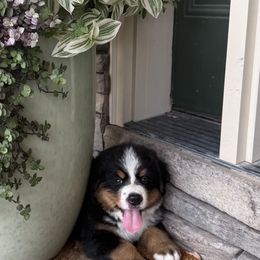 Bernese Mountain Dogs from Puppies on the Prairie