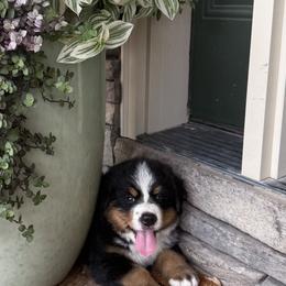 Bernese Mountain Dogs from Puppies on the Prairie
