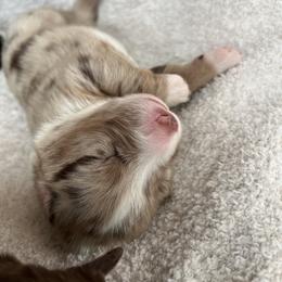 Girl 2 - Red merle Australian Shepherd puppy in Oklahoma City, Oklahoma from Mika’s Aussies