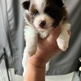 Bunny girl 3 - Chocolate parti female Pomeranian puppy in Maplefalls, Washington from Snow peak poms