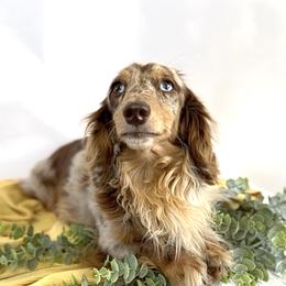 Boogie - Dachshund