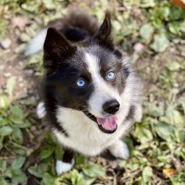 Inari - Pomsky