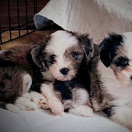 Australian Mountain Doodles, Bernedoodles, Companion Crosses, and Shihpoos from Perfect Companion Puppies
