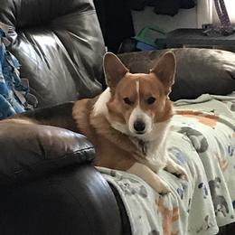 Joey - Pembroke Welsh Corgi