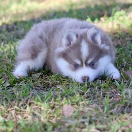 Heart-Throb - Lavender male Pomsky puppy in Denham Springs, Louisiana from Bayouland Pomskies