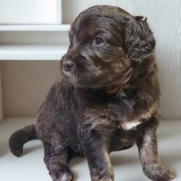 Muffin - Sable female Aussiedoodle puppy in Ellenburg Center, New York from Kristin's Puppies